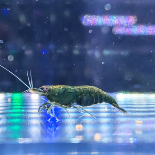 5x Green Jade Shrimp – Incredible Colour
