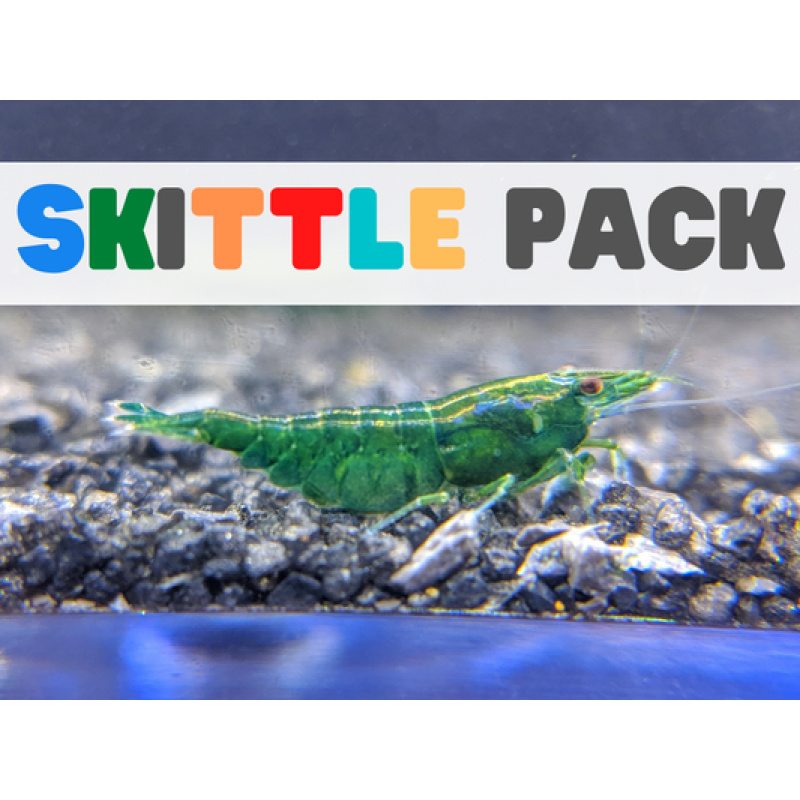 5x Neocaridina Skittle Pack – Mixed Colours, Perfect Starter Set