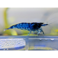 5x Blue Dream Shrimp – True Blue Gems