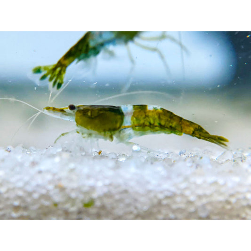 LIMITED! 5x Green Rili Shrimp – Unique Pattern – Not Seen Often