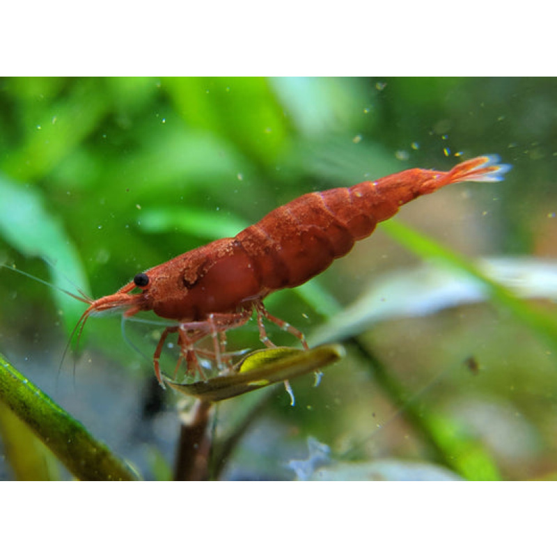 5x Fire Red Cherry Shrimp – High Grade Neocaridina – Only a Few Left