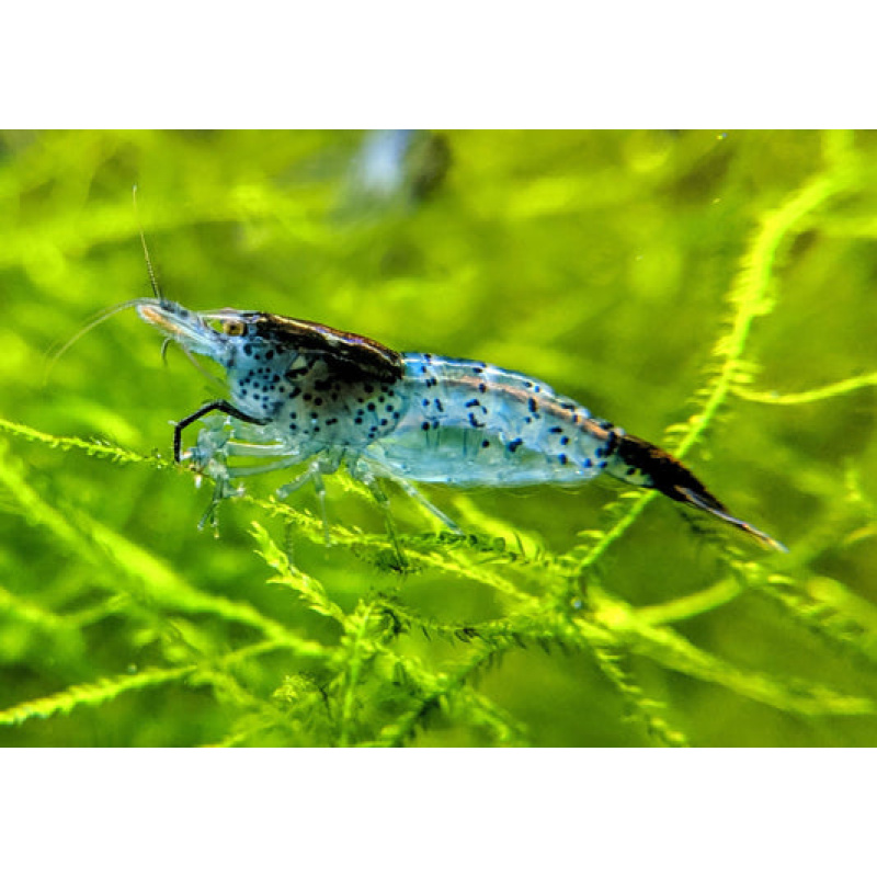 5x Carbon Rili Shrimp – Smoky + Bold – Only a Handful in Stock