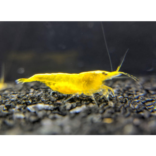 5x Yellow Golden Back Shrimp – Neon Bright – Limited Drop