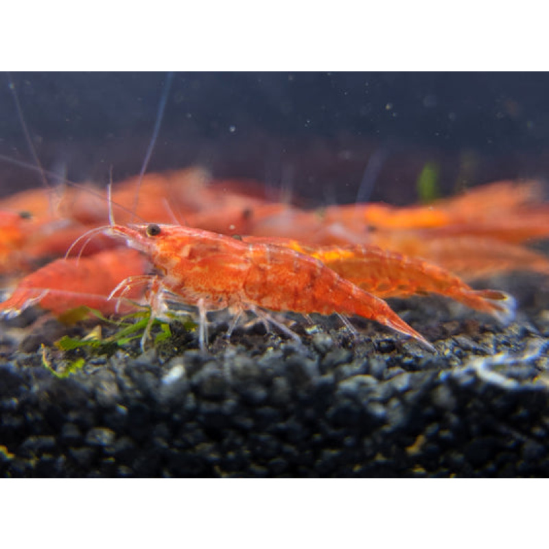 LIMITED! 5x Red Sakura Grade Cherry Shrimp – Bright Red Beauties