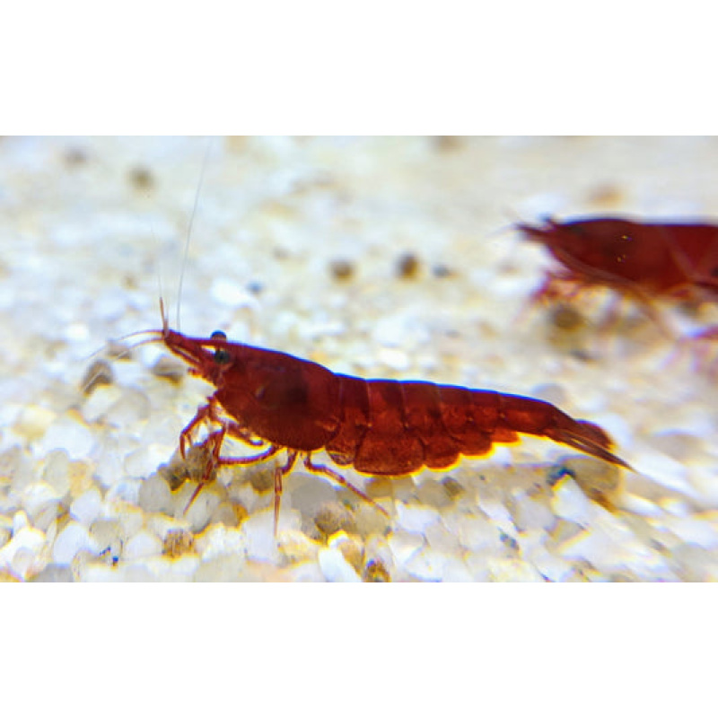5x Bloody Mary Shrimp – Deep Red – Low Stock