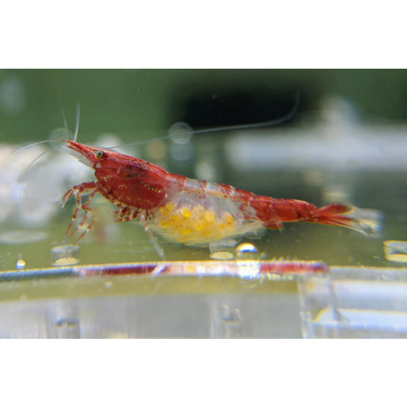 5x Red Rili Shrimp – Stunning Color