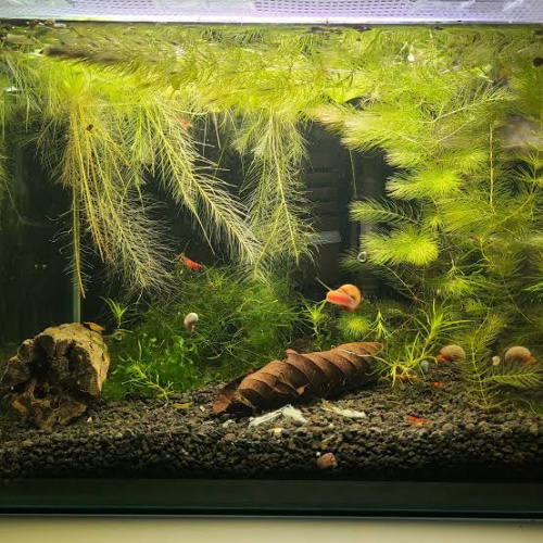 Hornworts and Dwarf water lettuce