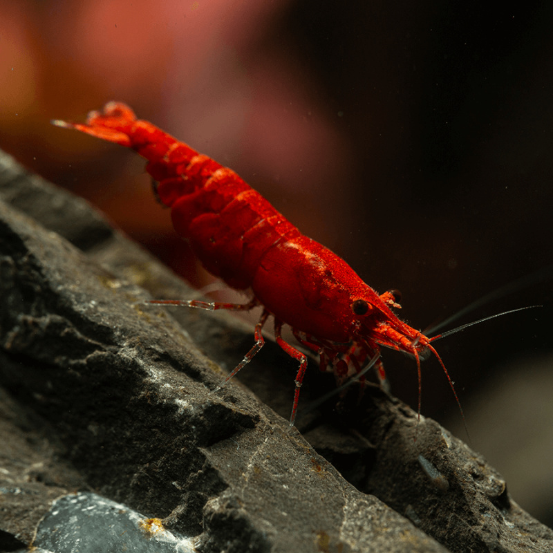 Lot of 10 Red Cherry Shrimp – Neocaridina – Hardy, Vibrant & Great for Beginners!