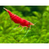 Neocaridina Shrimp