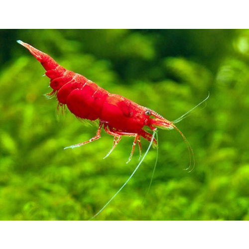 Neocaridina Shrimp