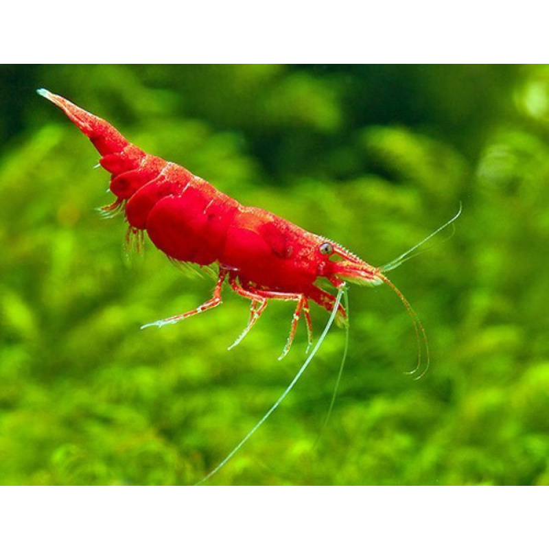 Neocaridina Shrimp
